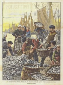 Het einde van de ellende in Bretagne, de wonderbaarlijke sardinevangst van de afgelopen dagen